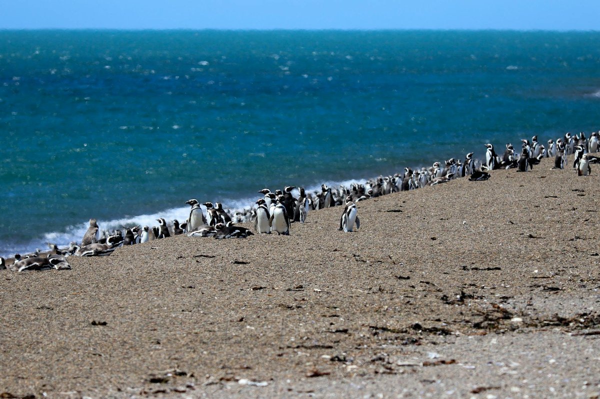 Group of Magellanic penguins on rocky beach with ocean in background
