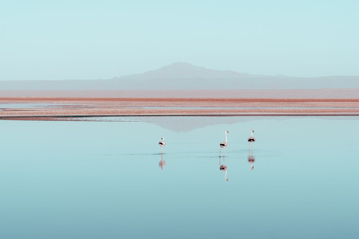 Three flamingos wading in the turquoise waters of Chaxa Lagoon in Chile's Atacama Desert