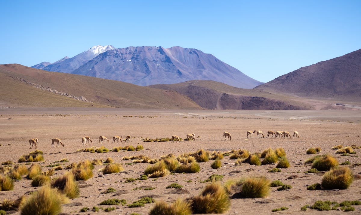 Vicunas grazing in the Atacama Desert with mountain backdrop in Chile