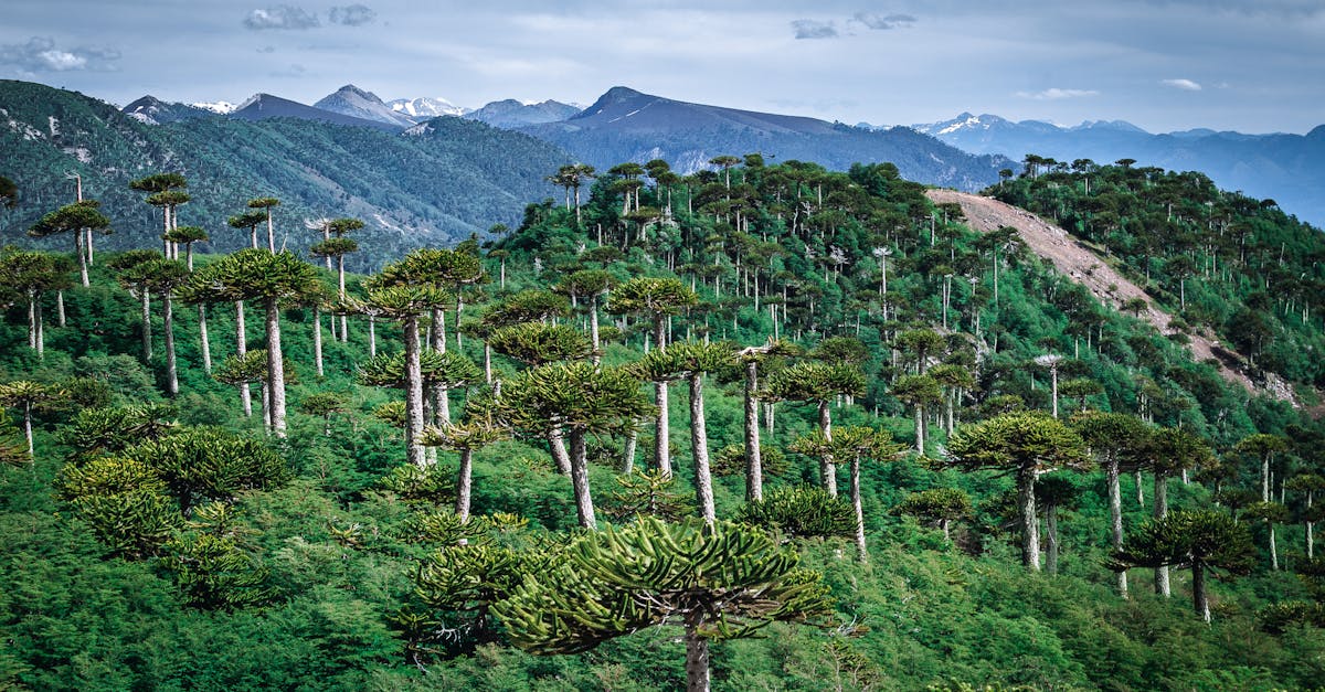 Araucaria forest landscape in the Andes mountains of Melipeuco, Chile