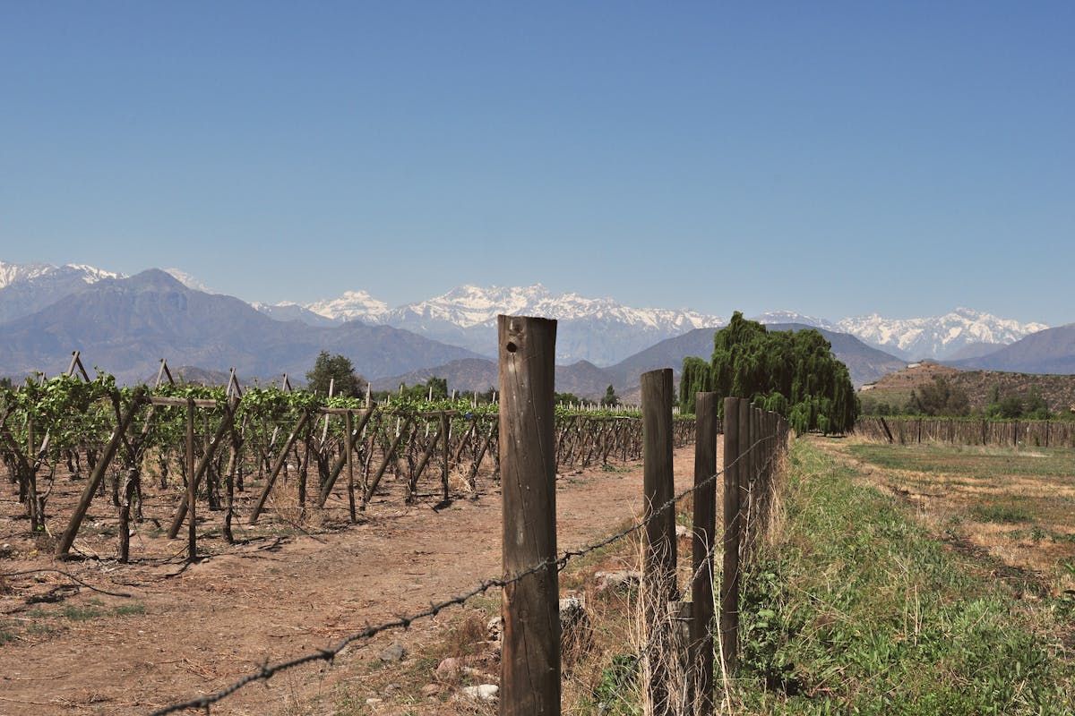 Vineyard landscape near Santiago Chile with Andes Mountains in background under blue sky