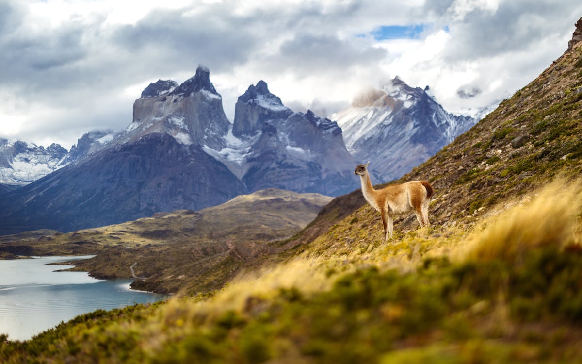 Guanaco standing against Andes mountain backdrop in Torres del Paine Chile