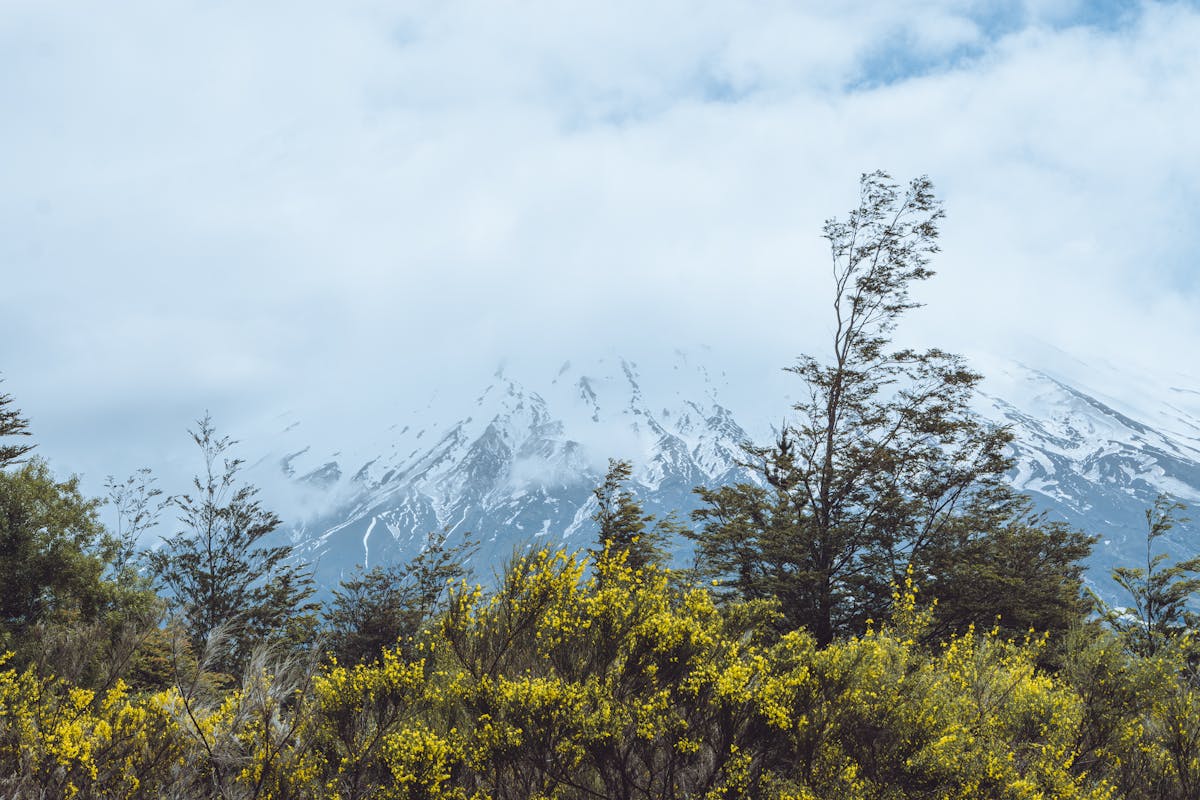 Snow-capped mountain in southern Chile framed by green foliage and yellow wildflowers