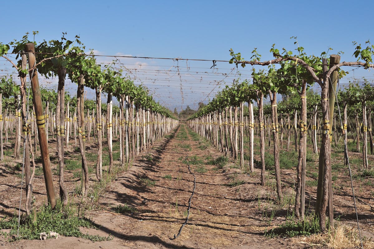 Wine glasses lined up for tasting at a vineyard with mountain views in background
