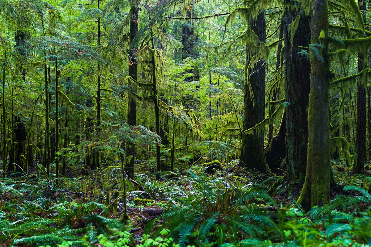 Dense temperate rainforest with moss-covered trees and ferns