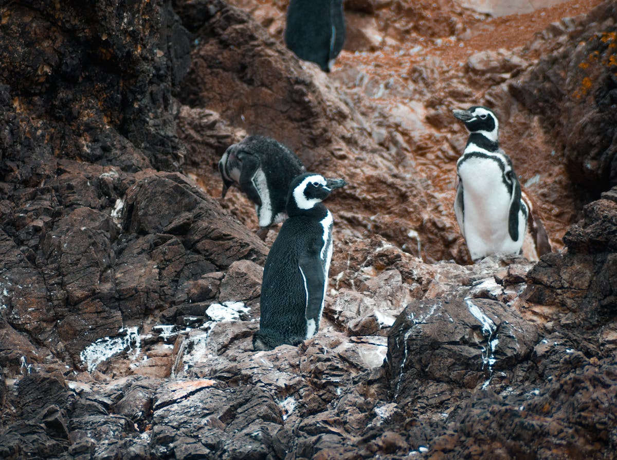 Magellanic penguins standing among rocky terrain in Los Lagos, Chile