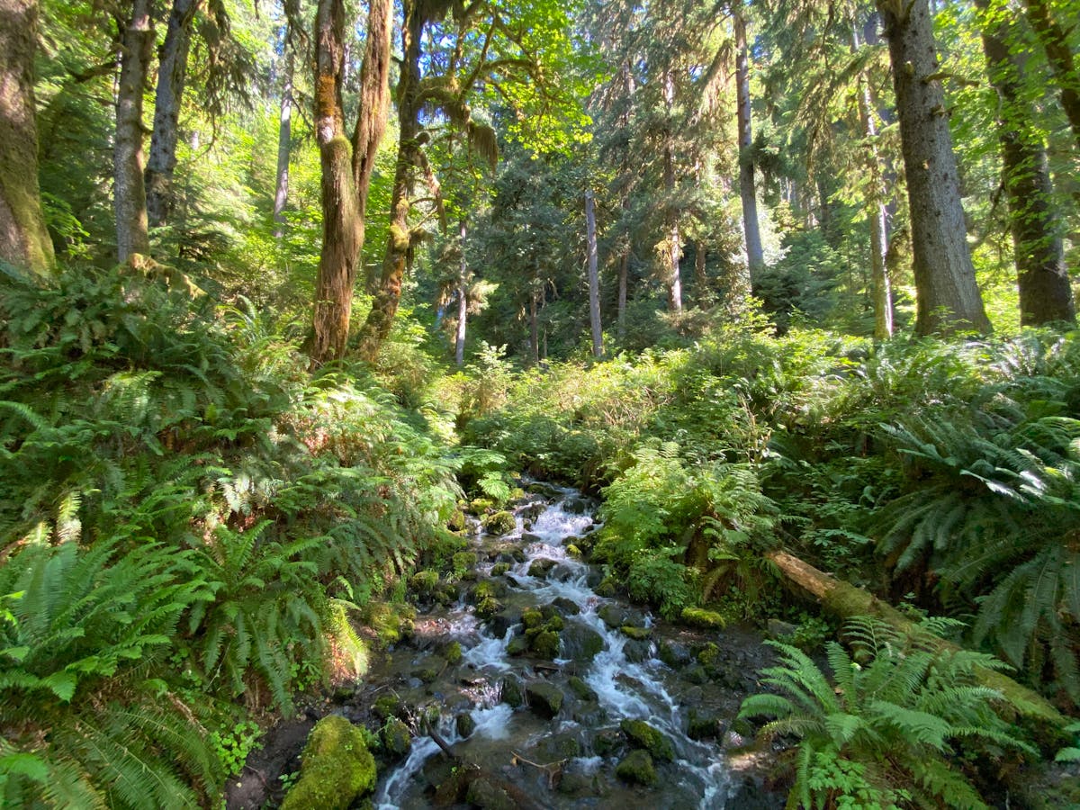 A flowing stream through dense temperate rainforest with ferns and moss