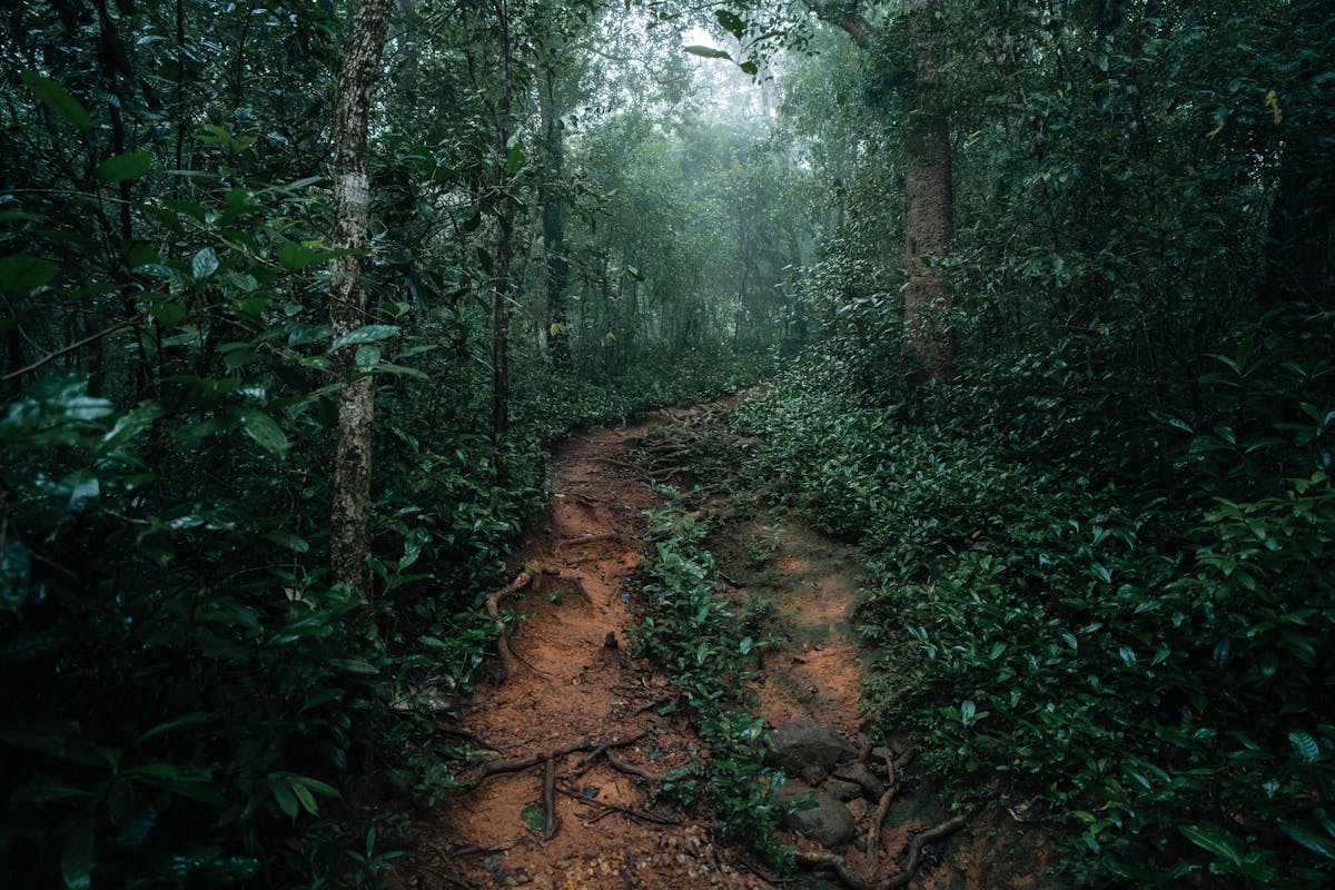 A dirt path winding through a misty temperate rainforest