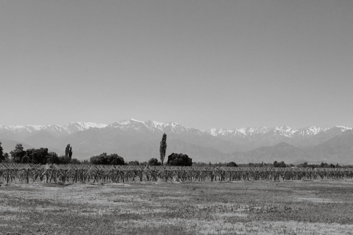 Vineyard landscape in Chile with Andes Mountains backdrop under a clear blue sky