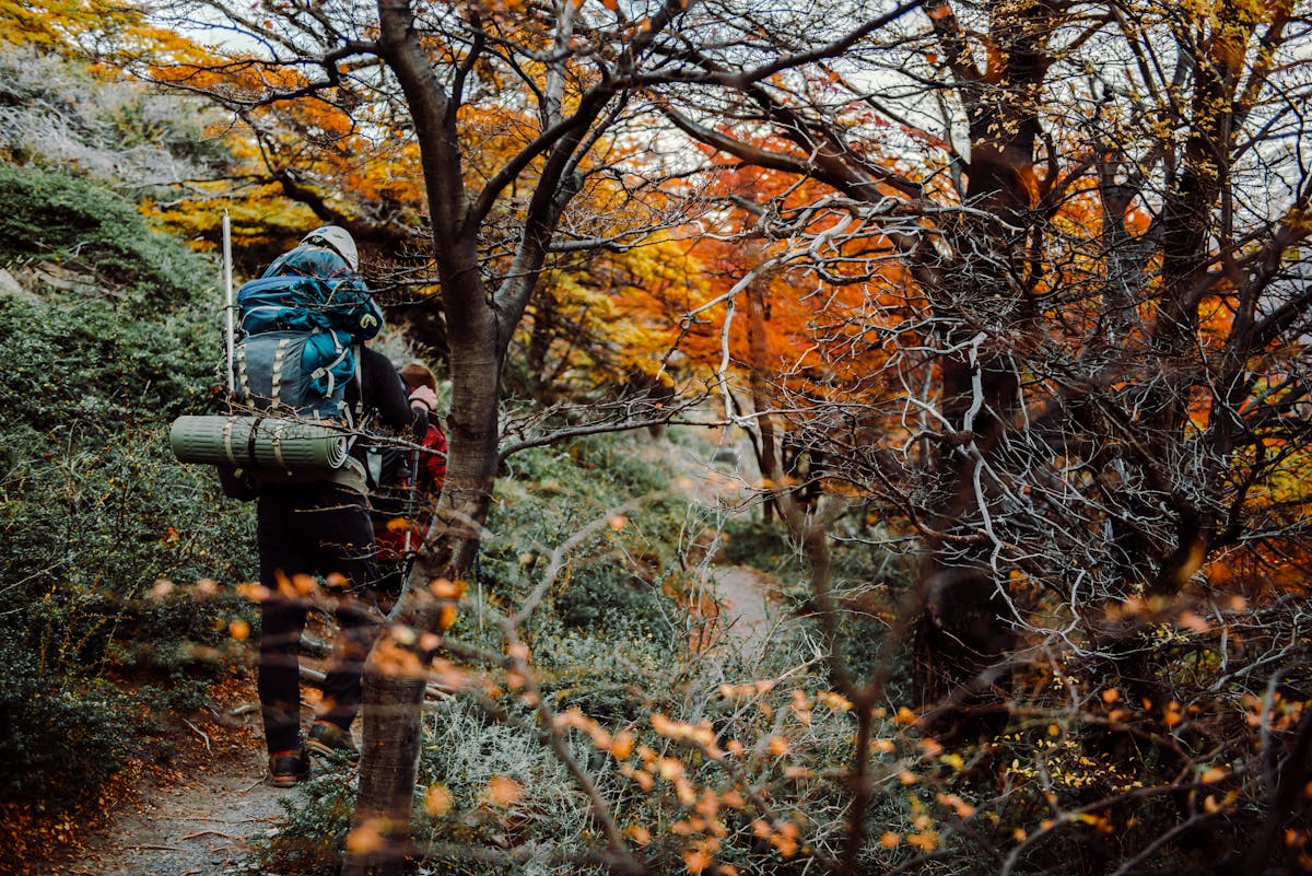 Two backpackers walking through a bright autumn forest of orange and yellow lenga trees near El Chalten