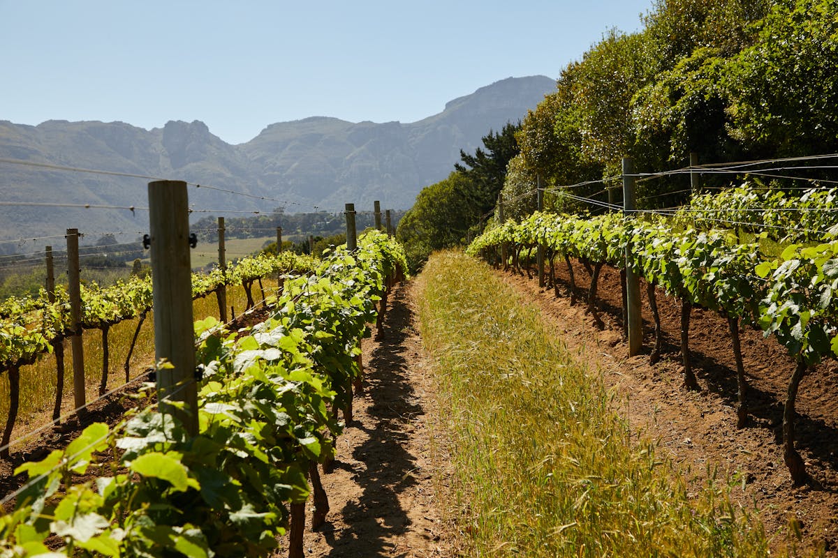 Rows of grapevines in a vineyard framed by mountains under clear blue skies