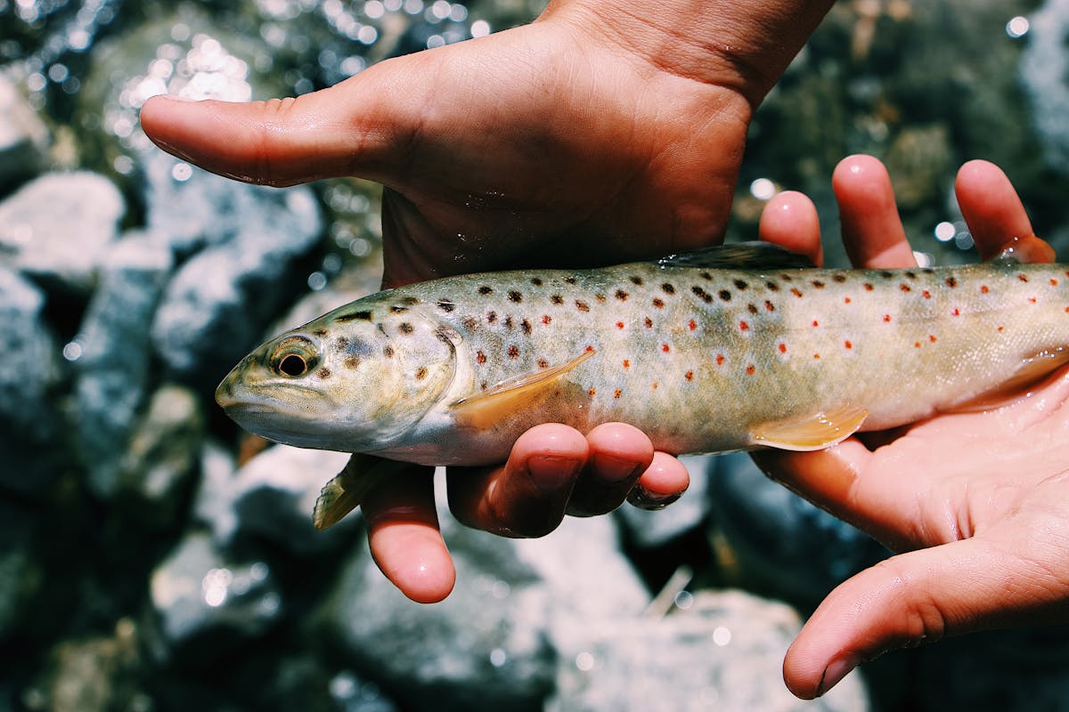 Close-up of a brown trout held gently in a hand showing distinctive spotted markings