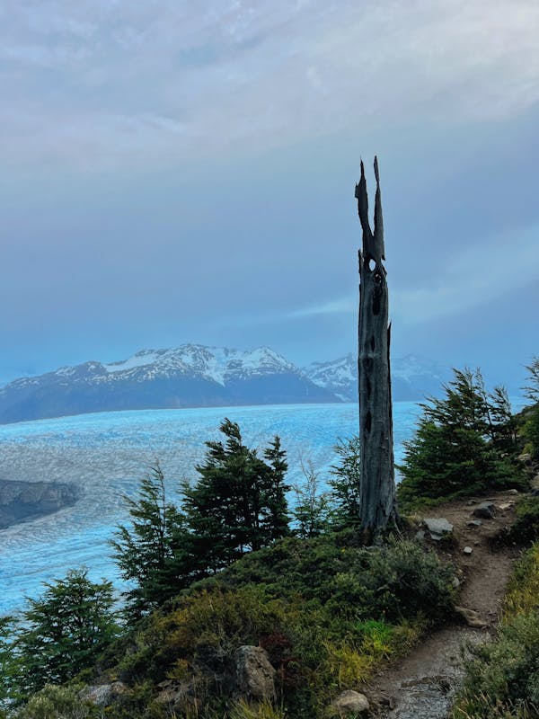 Hiking trail through forest with glacier visible in the distance in Patagonia