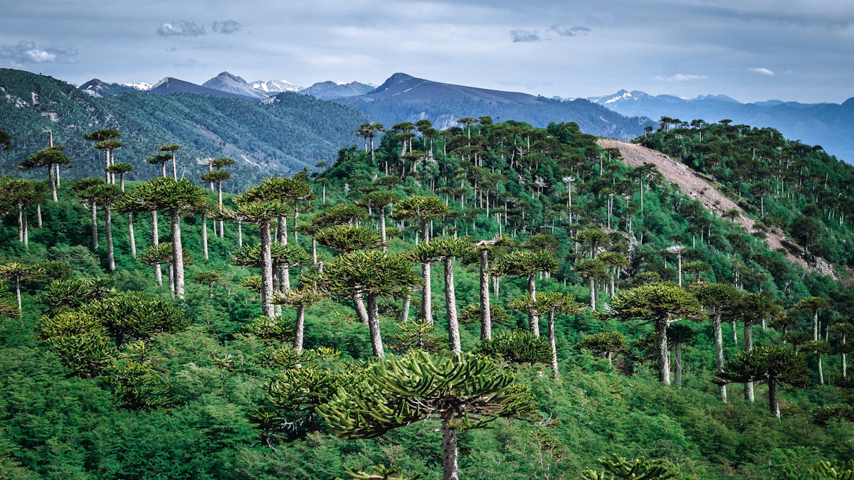 Ancient araucaria forest on a mountainside in the Chilean Andes