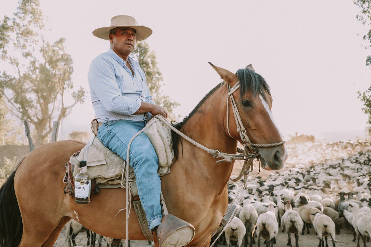 Chilean gaucho riding a horse while herding sheep through green pastoral fields