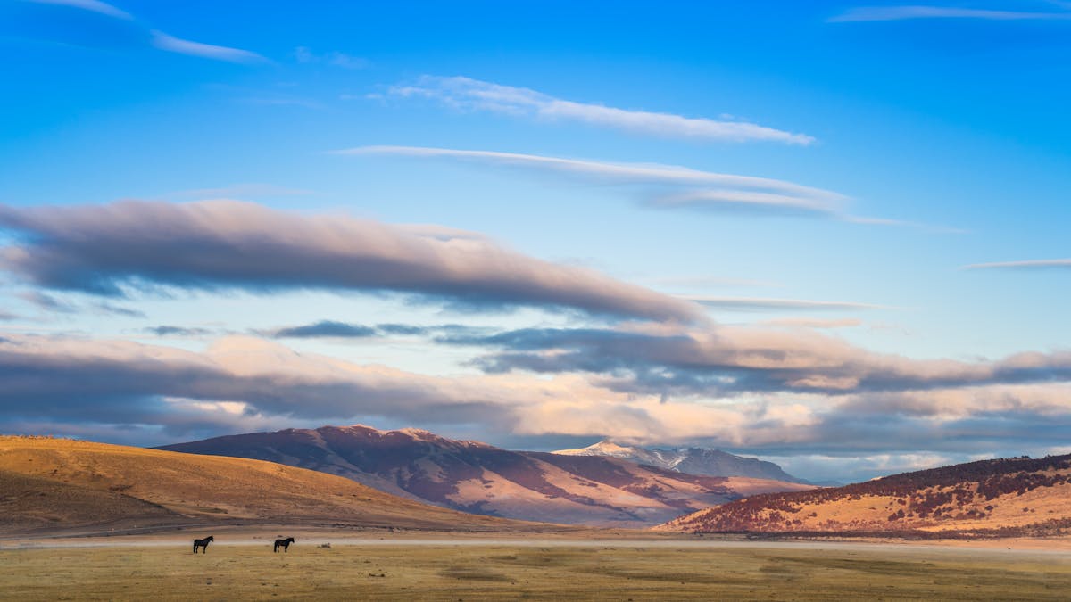 Horses grazing in golden grassland at sunset with Torres del Paine mountains in the background