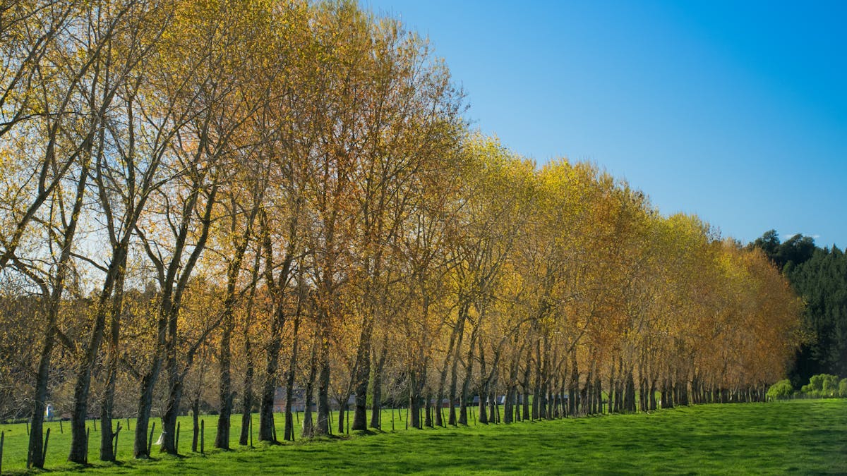 Lush autumn trees with golden and orange foliage in Frutillar Bajo, Chile's Lake District