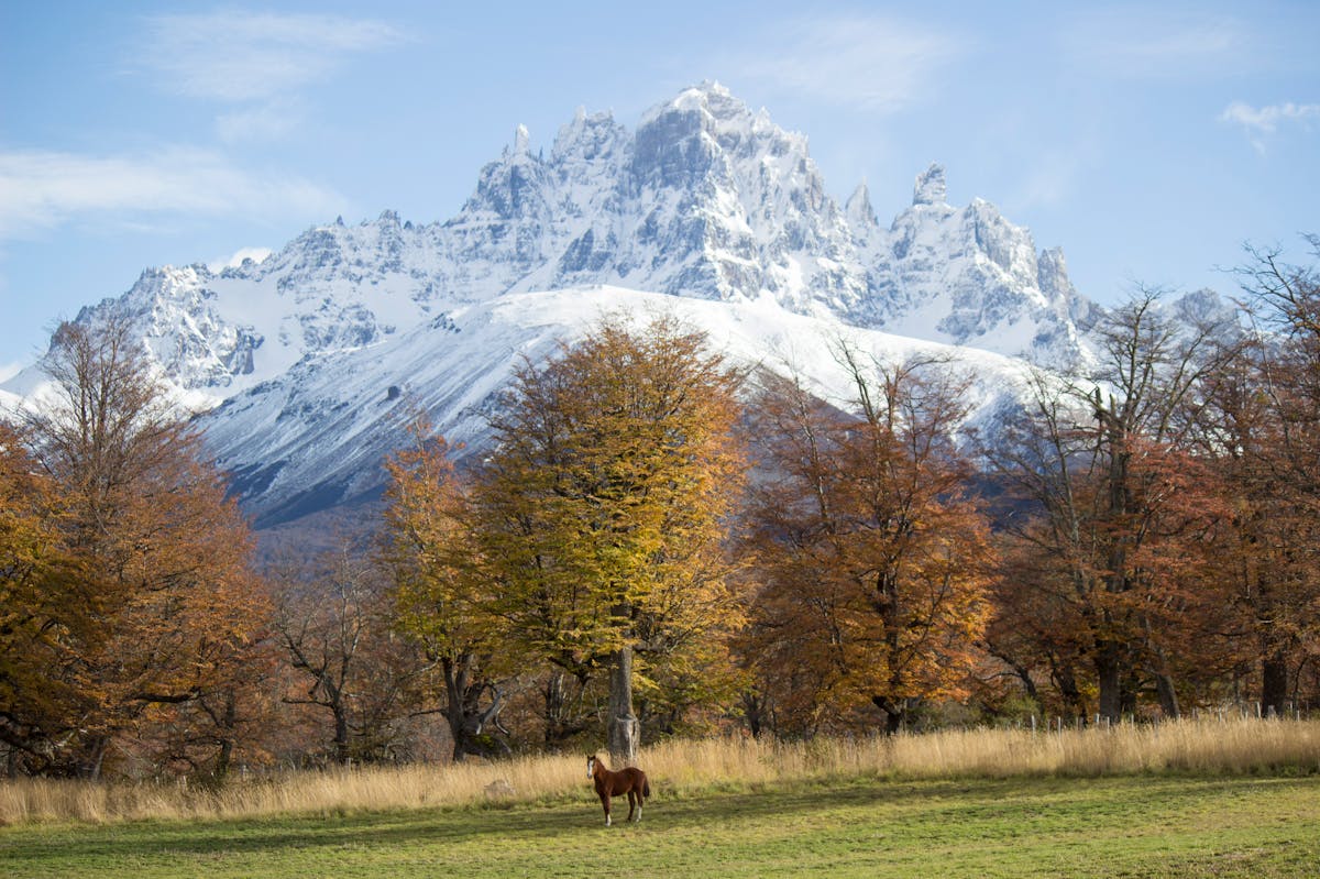 Snow-covered mountain peak with autumn-colored trees and a lone horse in Coyhaique, Chile