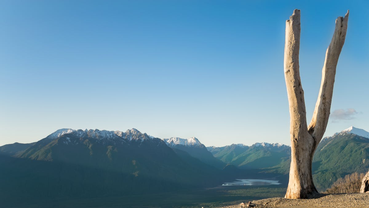 Dead tree standing against Andes mountains and valley in Chilean Patagonia