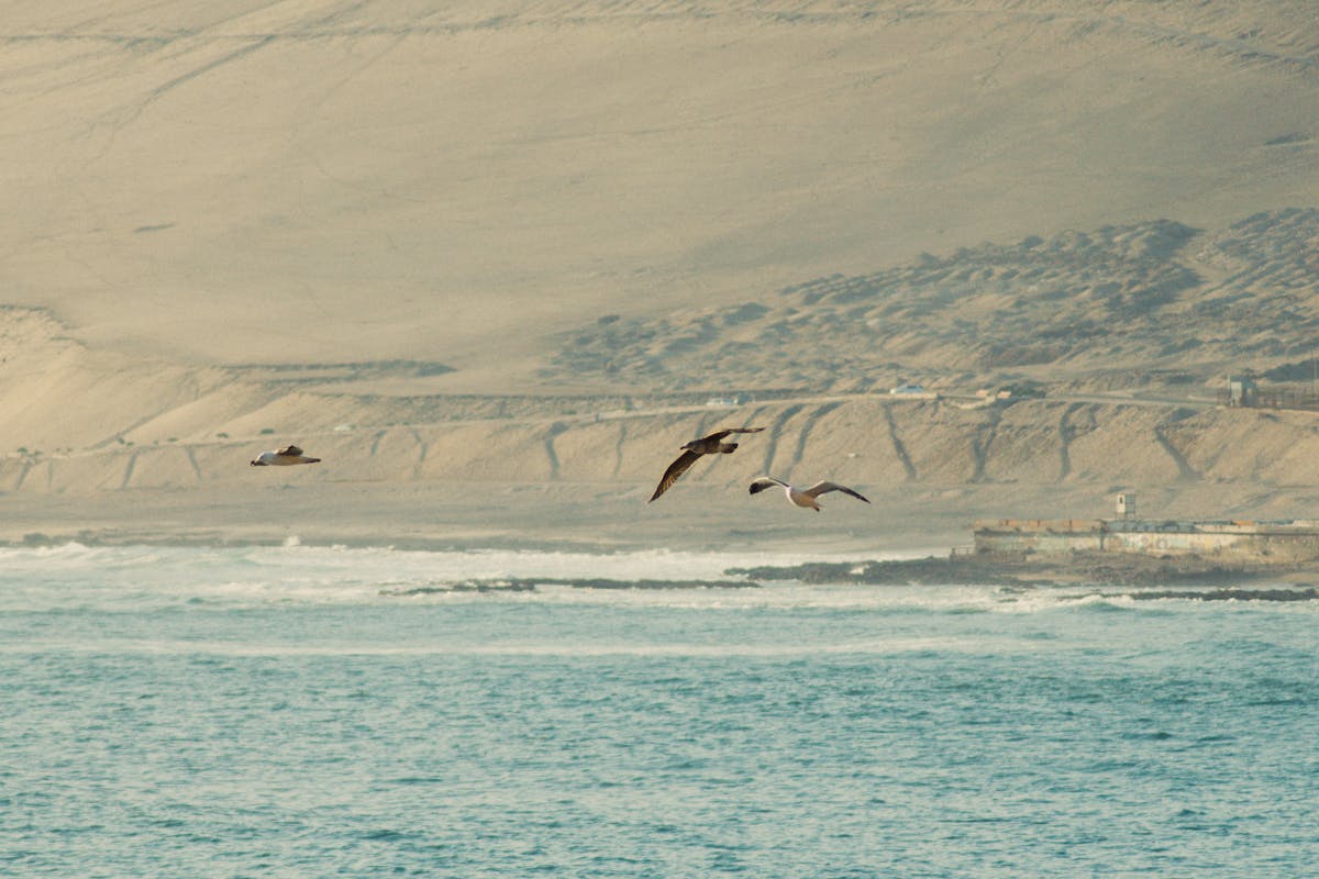 Coastal cliff views along Arica's shoreline in northern Chile