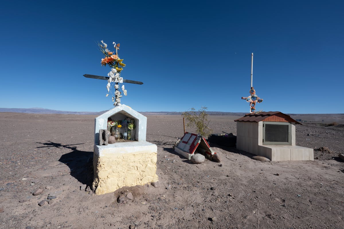 Wildflowers blooming across an arid desert landscape