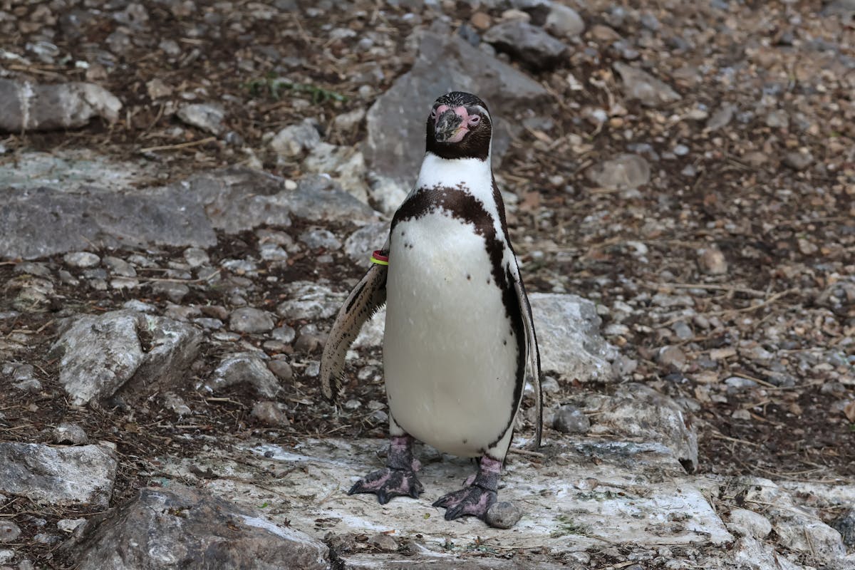 Humboldt penguin standing alone on rocky terrain in its natural coastal habitat