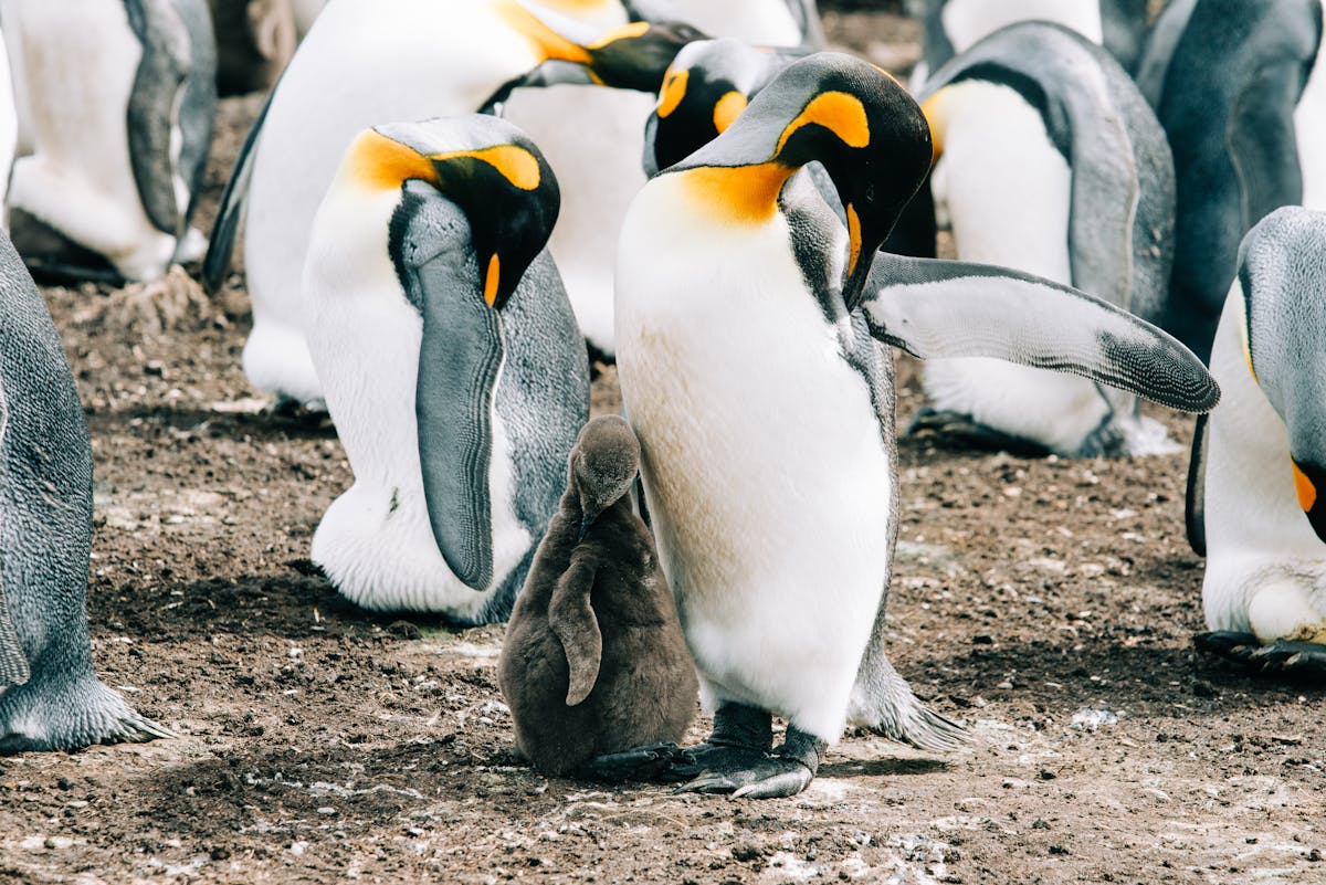 Group of king penguins with brown fluffy chicks gathered together on ground