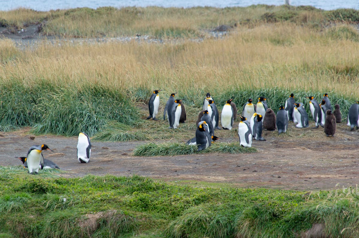 King penguins gathered in a grassy coastal area showing their distinctive orange and yellow markings