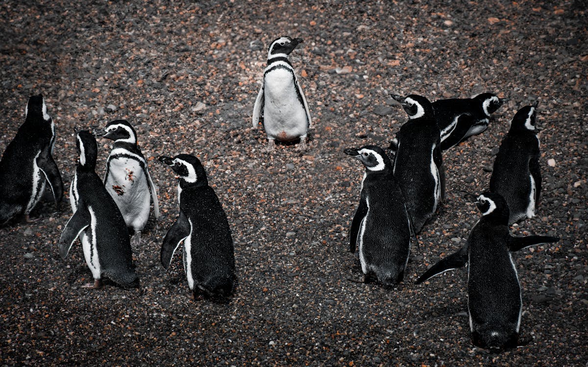 Magellanic penguins gathered on a rocky beach in southern Patagonia with ocean waves behind