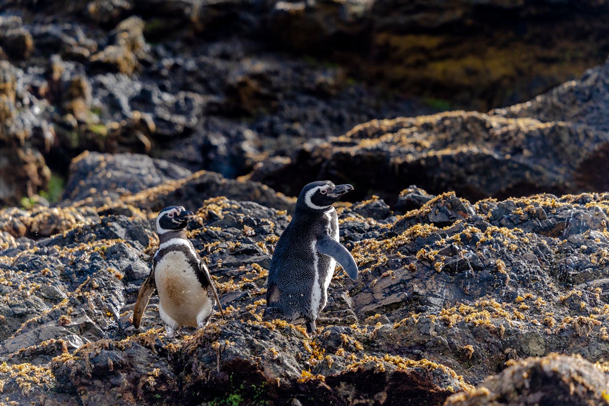 Two Magellanic penguins standing together in a natural rocky habitat