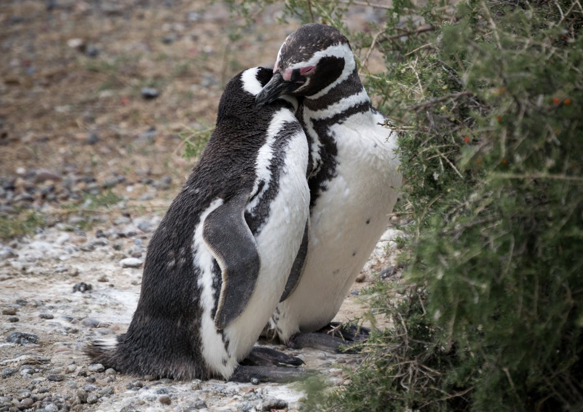 Two Magellanic penguins affectionately interacting in their natural habitat