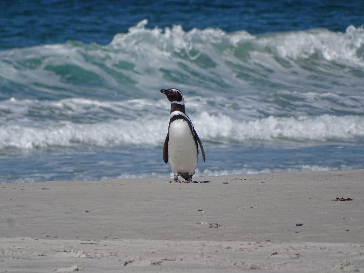 Magellanic penguin standing alone on a sandy beach with ocean waves in the background