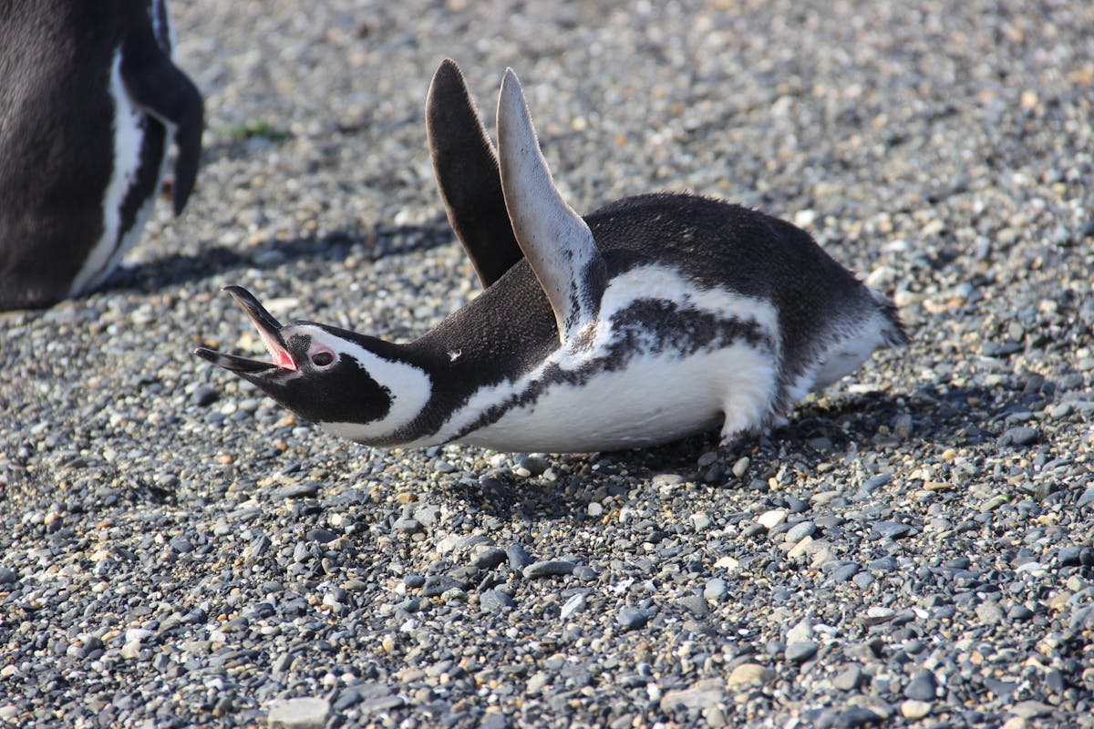 Magellanic penguin flapping its wings on a pebble beach in bright sunlight