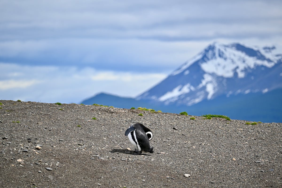 Magellanic penguin standing on gravel with a snowy mountain backdrop