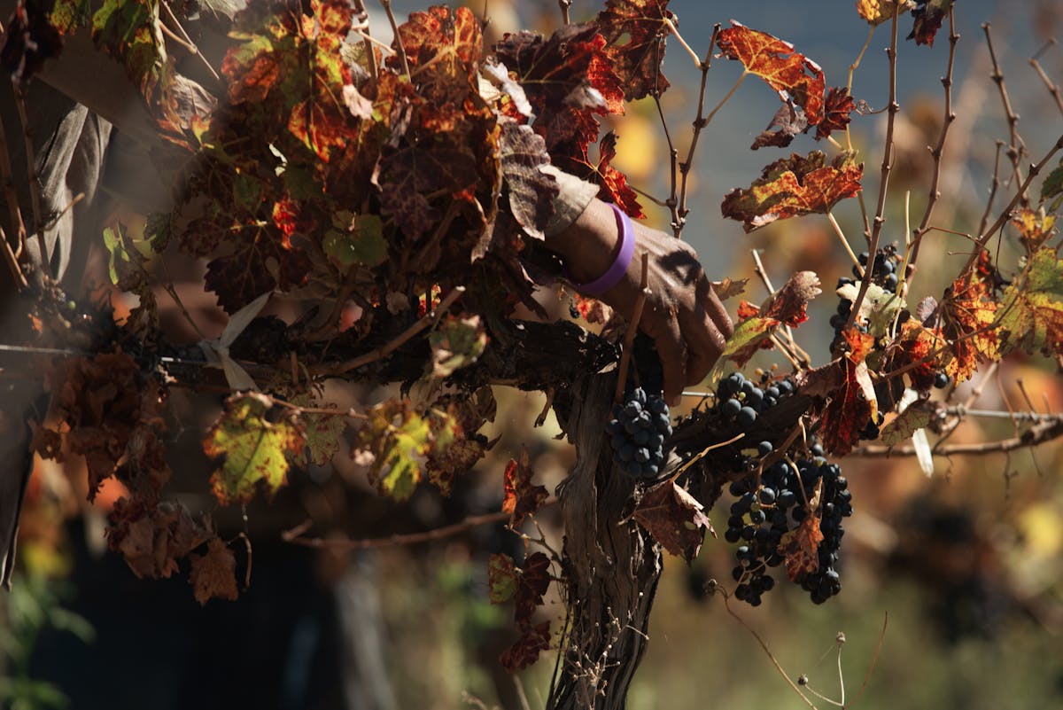 Hand harvesting ripe grapes from a vine in a vineyard with colorful autumn leaves