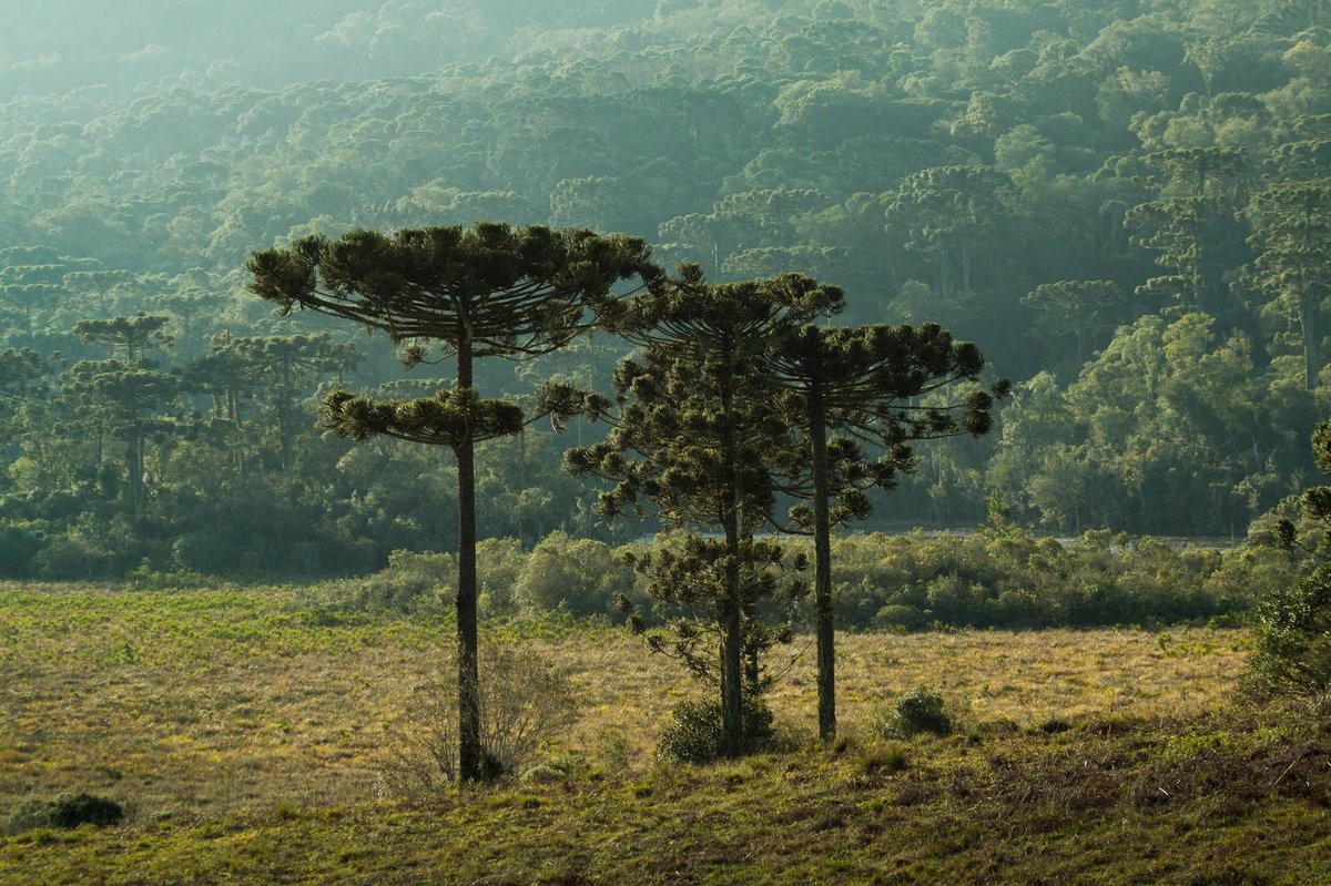 Dense temperate rainforest with araucaria and other trees in Chile's Lake District