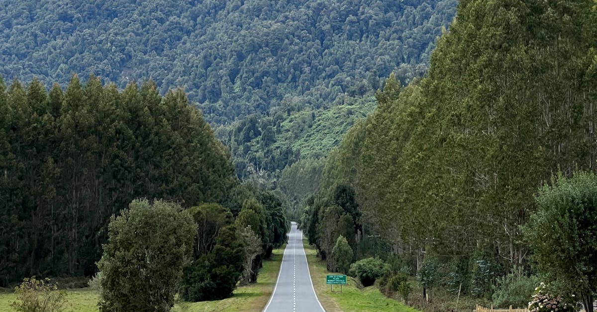 Narrow road winding through dense temperate rainforest on the Carretera Austral
