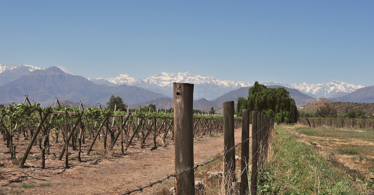 Vineyard rows stretching toward the Andes mountains near Santiago
