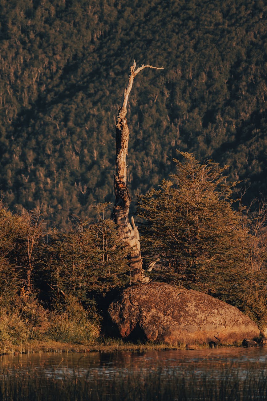 Solitary dead tree standing against a backdrop of dense forest and rugged mountains in southern Chile