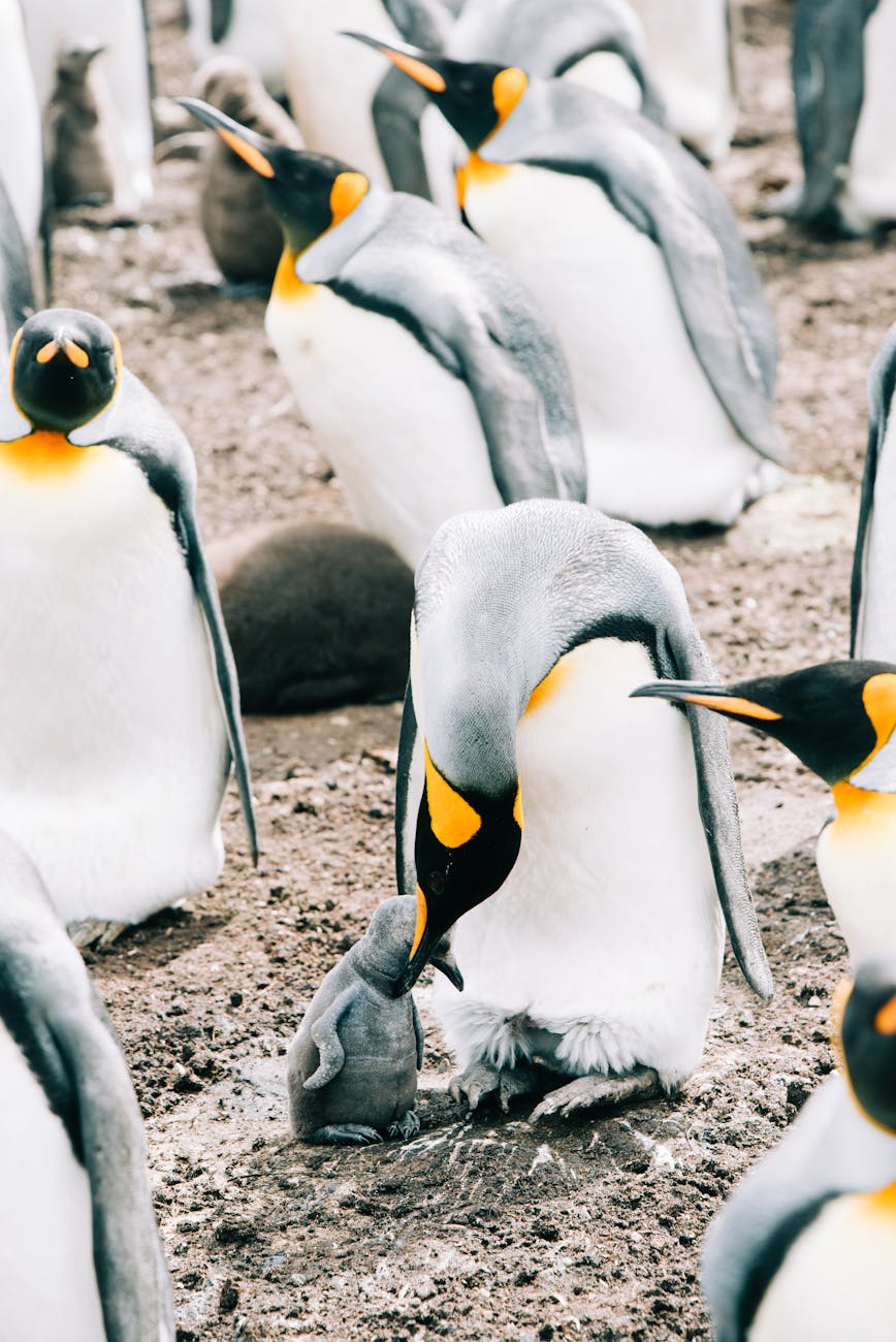 Group of wild king penguins standing together on open ground in their natural habitat