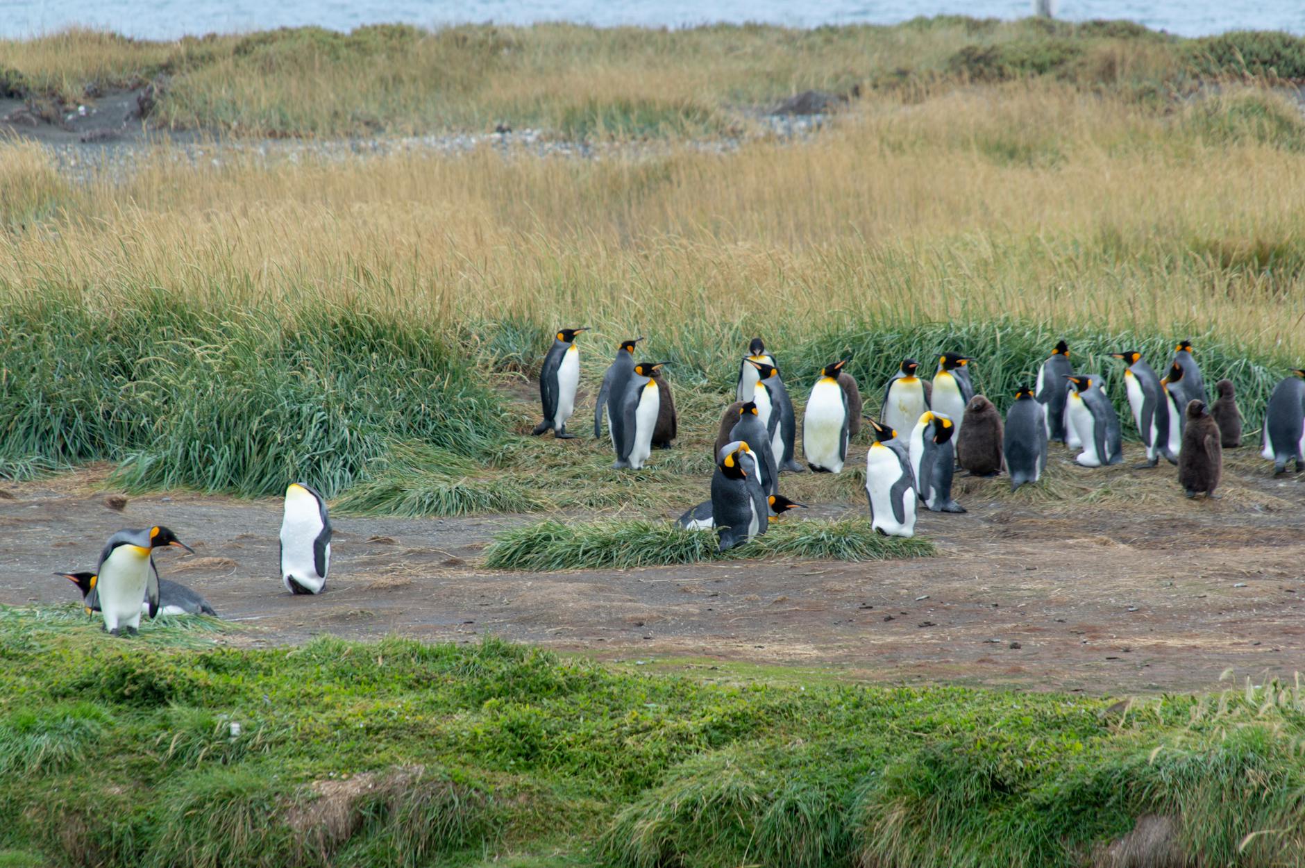 King penguins gathered in a grassy coastal area with ocean visible behind them