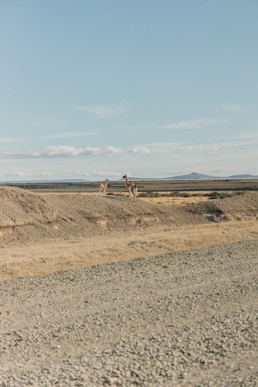 Guanacos roaming across arid Patagonian steppe terrain under clear blue sky