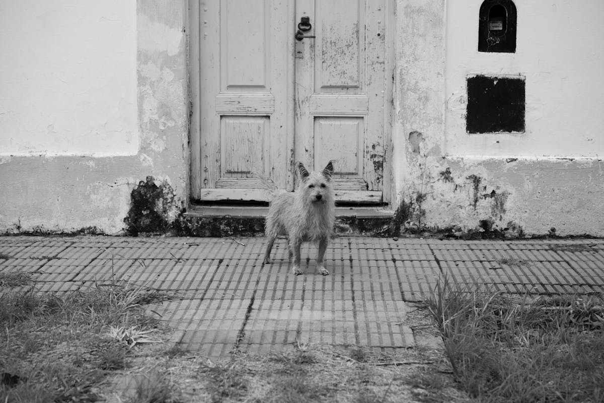 Stray dog standing on a quiet street in South America