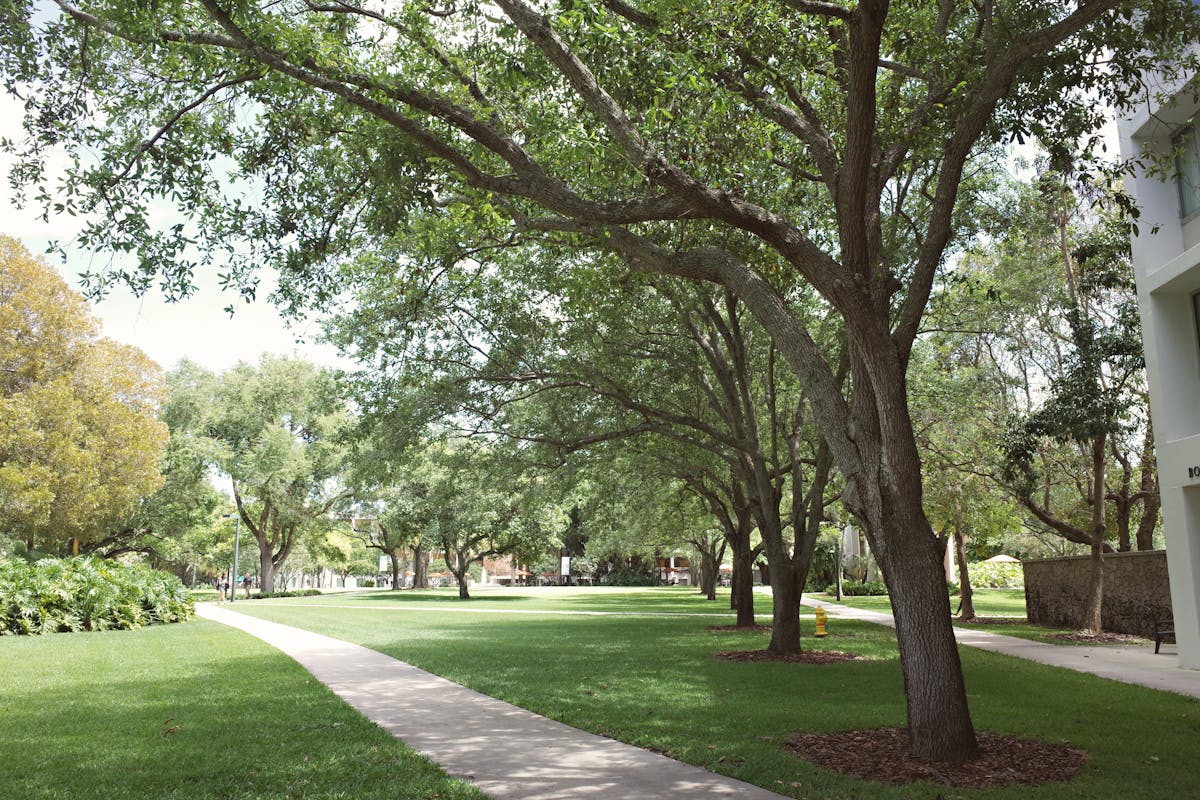 A scenic tree-lined pathway through a lush green park