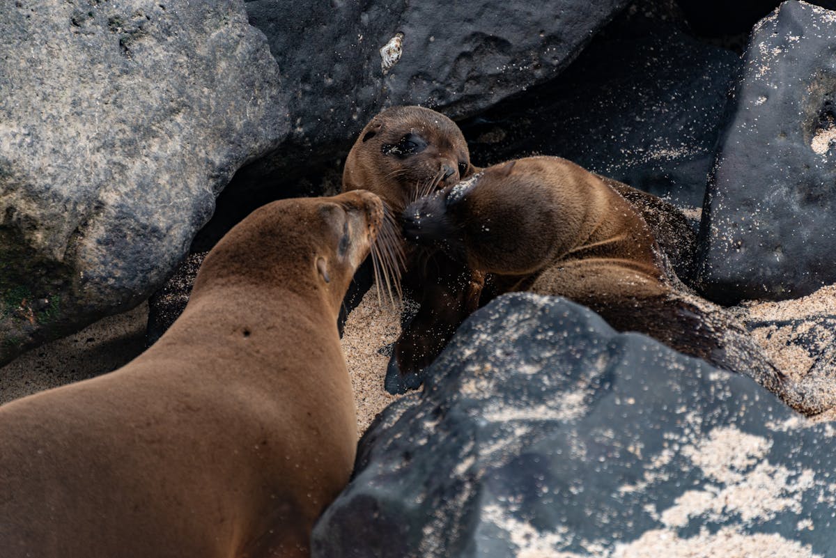 Group of sea lions interacting on a rocky beach near water