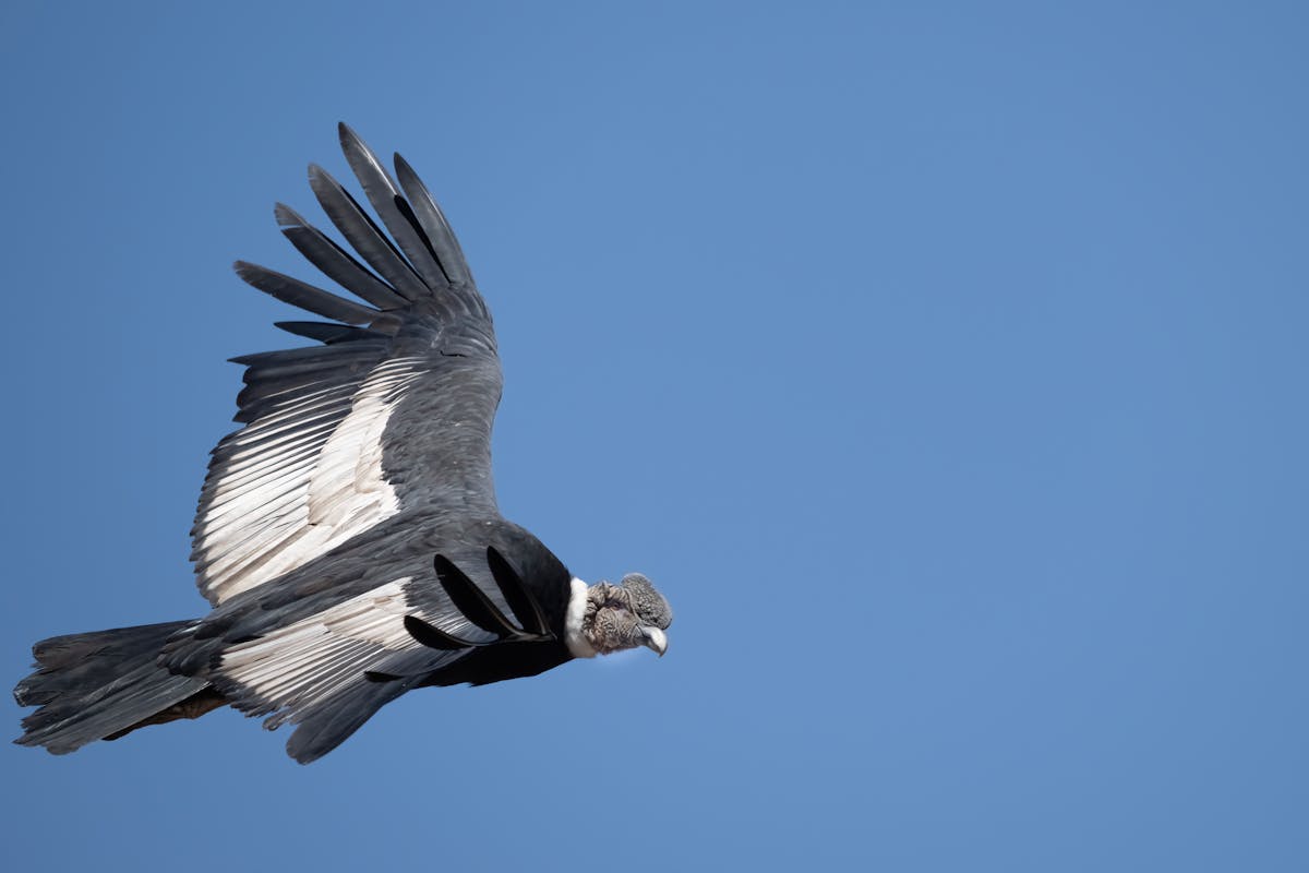 Andean condor soaring with wings spread against clear blue sky in Chile