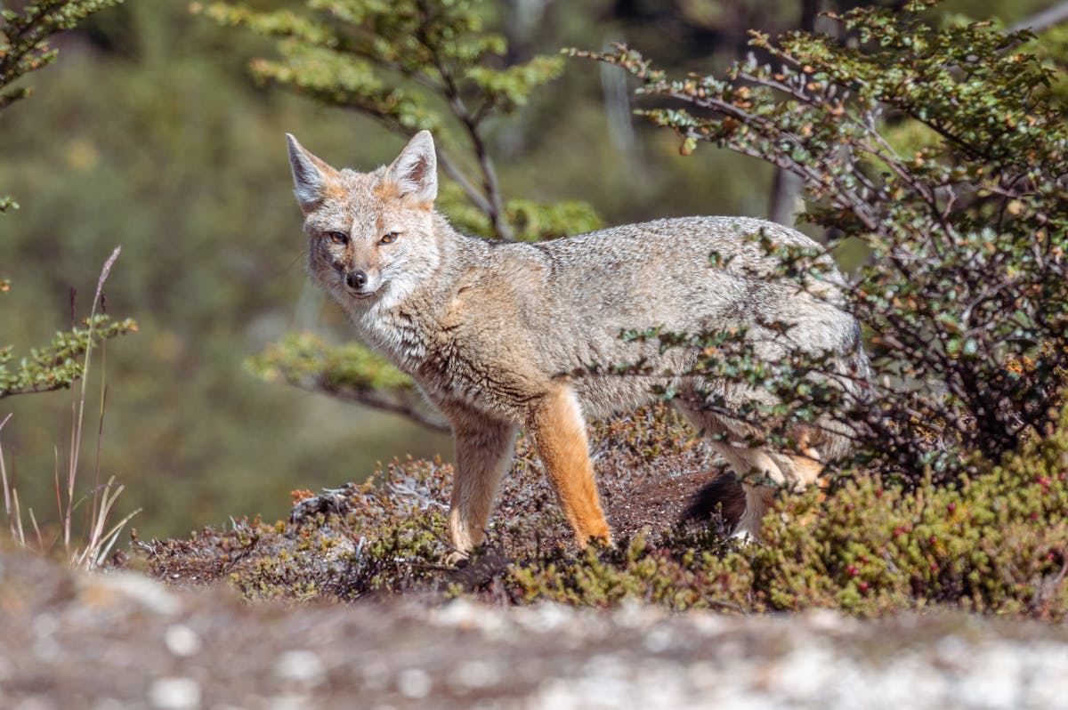 Andean fox standing in rugged terrain near Ushuaia showcasing its wild natural habitat