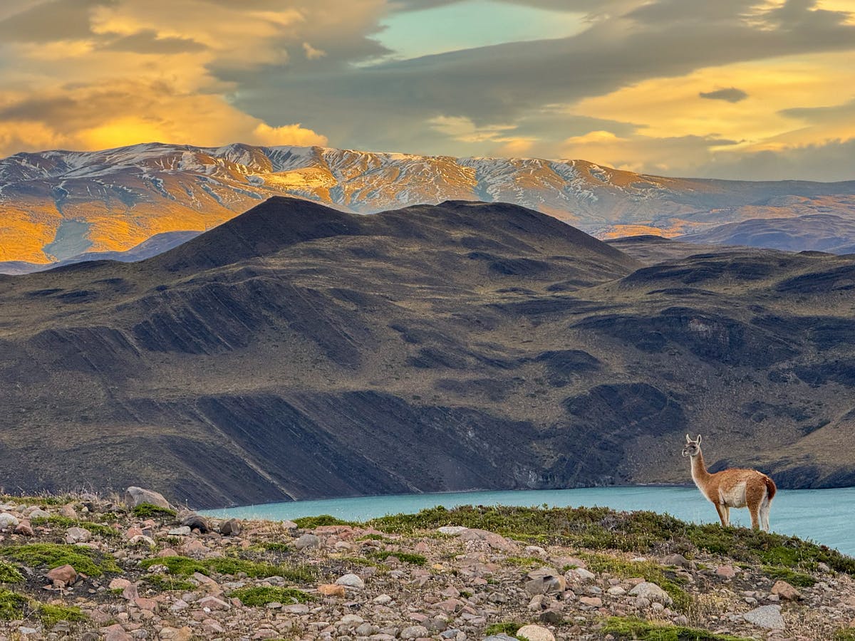 Guanaco standing in Patagonian landscape at sunset in Magallanes region Chile