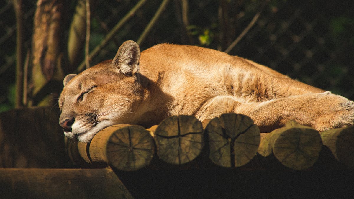 Wild puma resting on rocks in natural sunlight showing its tawny coat and muscular build
