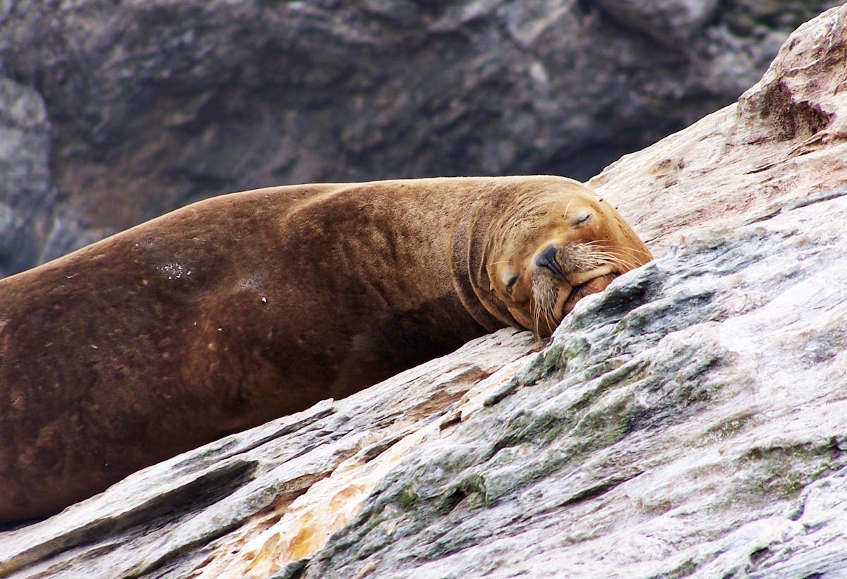 South American sea lion sleeping on rocky coastline in Coquimbo Chile